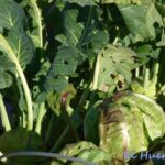Cómo elegir variedades de Kohlrabi para tu jardín