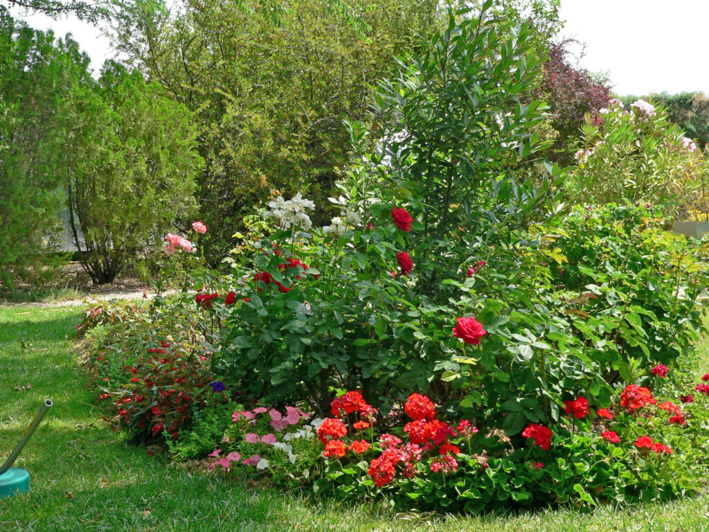 Cómo elegir y cuidar rosas para crear setos en tu jardín