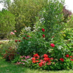 Cómo elegir y cuidar rosas para crear setos en tu jardín