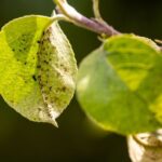 Cómo eliminar áfidos negros en plantas de interior