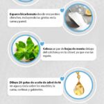 Cómo eliminar chinches de cama en plantas de forma efectiva