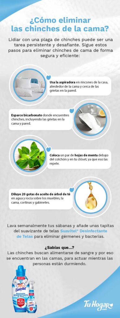Cómo eliminar chinches de cama en plantas de forma efectiva