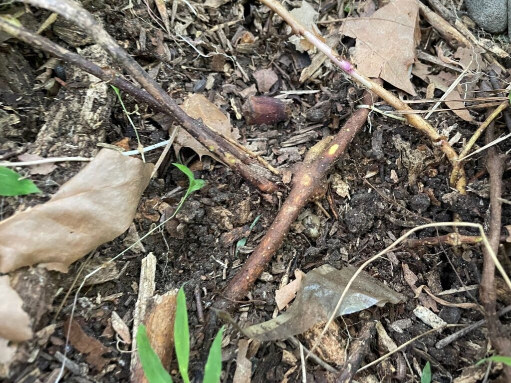 Cómo eliminar eficazmente el chocolate vine del jardín