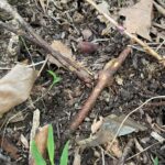 Cómo eliminar eficazmente el chocolate vine del jardín