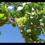 Cómo eliminar eficazmente la planta de vid vírgina