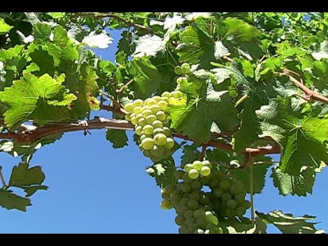 Cómo eliminar eficazmente la planta de vid vírgina