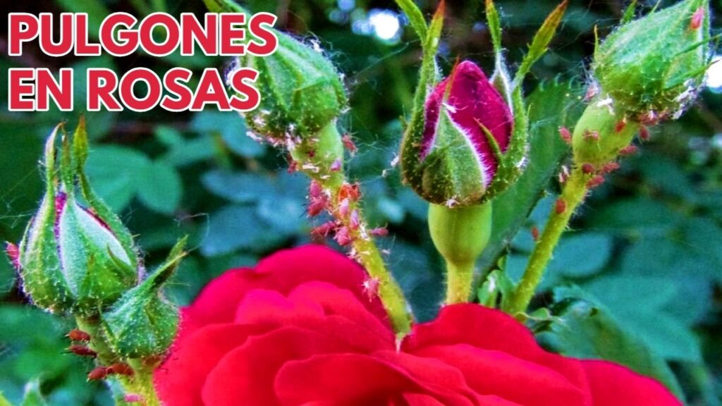 Cómo eliminar eficazmente pulgones verdes en rosas