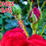 Cómo eliminar eficazmente pulgones verdes en rosas