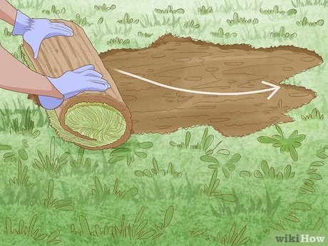 Cómo eliminar el bahiagrass de tu césped de forma efectiva