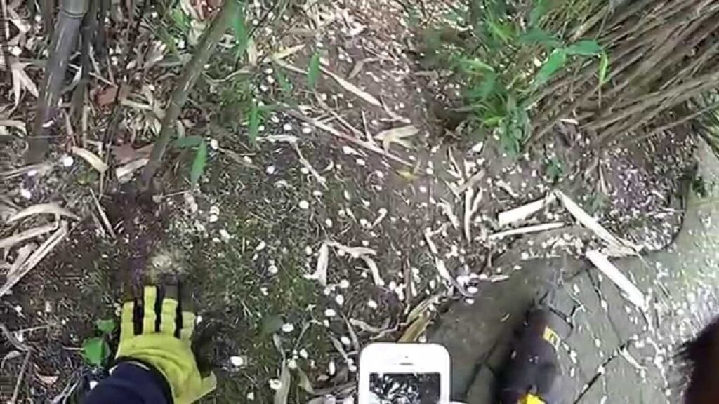 Cómo eliminar el bambú celestial y su sistema radicular