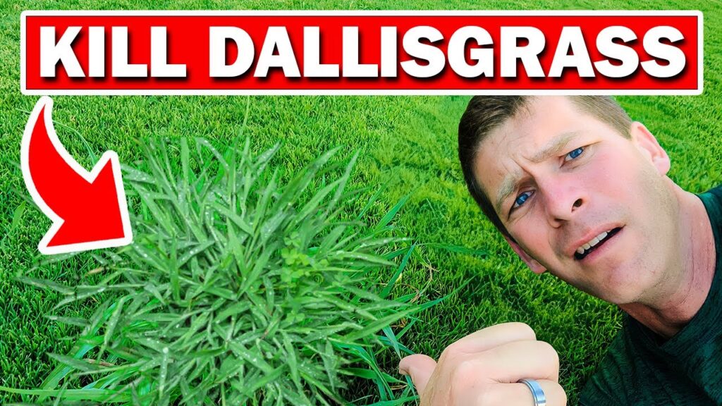 Cómo eliminar el dallisgrass de forma efectiva en tu jardín