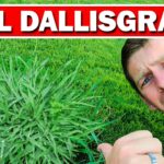 Cómo eliminar el dallisgrass de forma efectiva en tu jardín