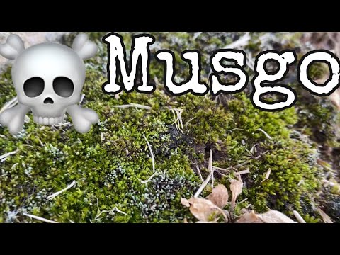 Cómo eliminar el musgo de bola en los árboles de forma efectiva