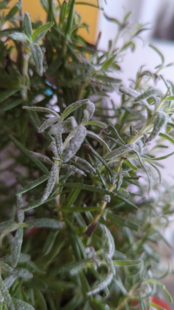 Cómo eliminar el oídio del romero de forma efectiva