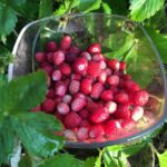 Cómo eliminar fresas silvestres de manera eficiente
