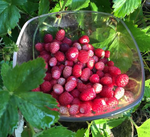 Cómo eliminar fresas silvestres de manera eficiente