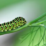 Cómo eliminar gusano verde de plantas de menta de forma efectiva