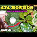 Cómo eliminar hongos de óxido en plantas de plumeria