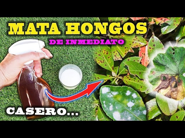 Cómo eliminar hongos de óxido en plantas de plumeria