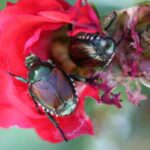 Cómo eliminar Japanese Beetles de tus rosas