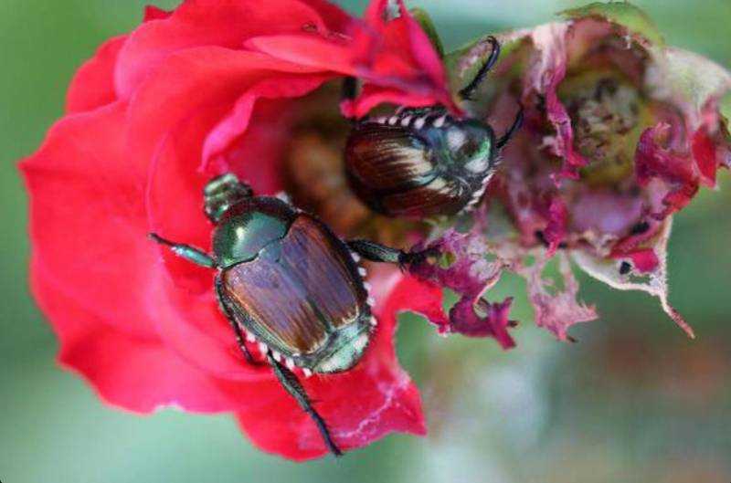 Cómo eliminar Japanese Beetles de tus rosas