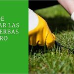 Cómo eliminar la maleza Dodder de forma natural y efectiva