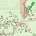 Cómo eliminar la verdolaga de forma efectiva en tu jardín