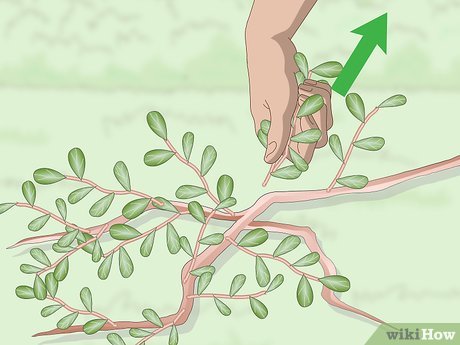 Cómo eliminar la verdolaga de forma efectiva en tu jardín