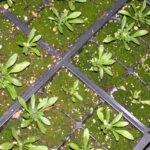Cómo eliminar las algas verdes en el suelo de siembra