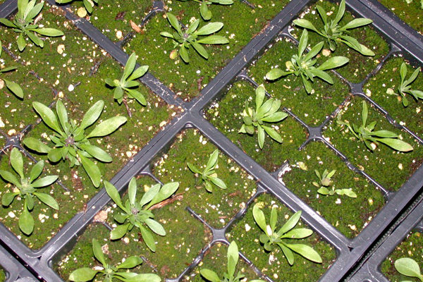 Cómo eliminar las algas verdes en el suelo de siembra