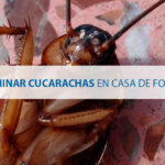 Cómo eliminar las Espinas de Cucaracha eficazmente