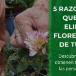 Cómo eliminar las flores marchitas de una fucsia de forma adecuada