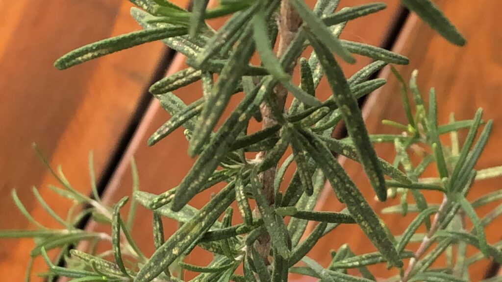 Cómo eliminar las manchas amarillas en las plantas de romero