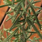 Cómo eliminar las manchas amarillas en las plantas de romero