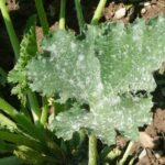 Cómo eliminar las manchas blancas de las hojas de cilantro