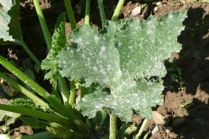 Cómo eliminar las manchas blancas de las hojas de cilantro
