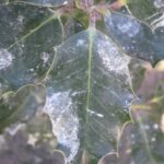 Cómo eliminar las manchas blancas del acebo de forma efectiva