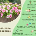 Cómo eliminar las plantas de Vinca de manera efectiva