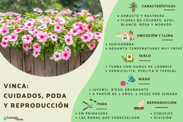 Cómo eliminar las plantas de Vinca de manera efectiva
