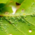Cómo eliminar los Pulgones Verdes del jardín