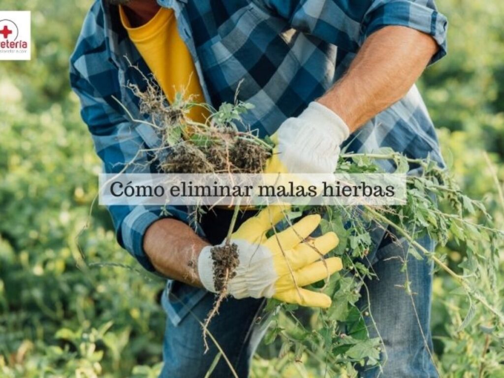 Cómo eliminar malas hierbas en jacinto de México