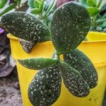 Cómo eliminar manchas blancas en plantas de jade