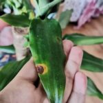 Cómo eliminar manchas en las hojas de Dracaena de forma efectiva