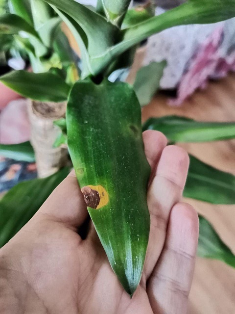 Cómo eliminar manchas en las hojas de Dracaena de forma efectiva