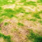 Cómo eliminar manchas marrones en césped de Zoysia