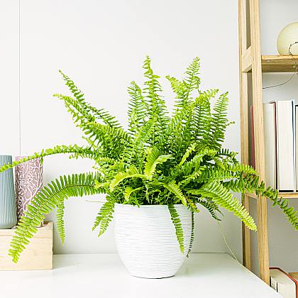 Cómo eliminar manchas negras de helechos Boston