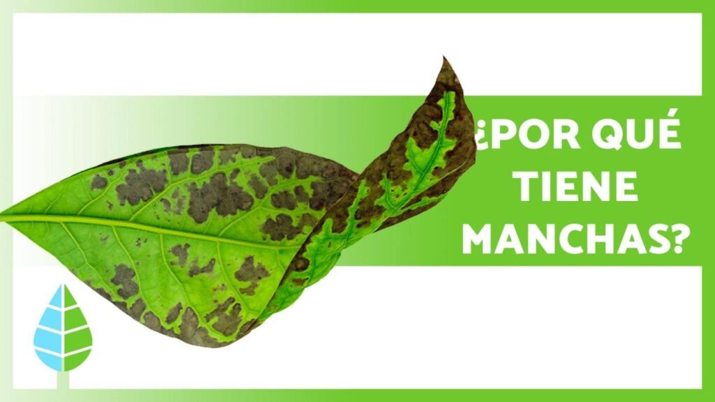 Cómo eliminar manchas negras en hojas de plantas de interior