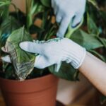 Cómo eliminar oídio en plantas de interior como ZZ y caucho