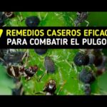 Cómo eliminar Psílidos de manera ecológica y efectiva
