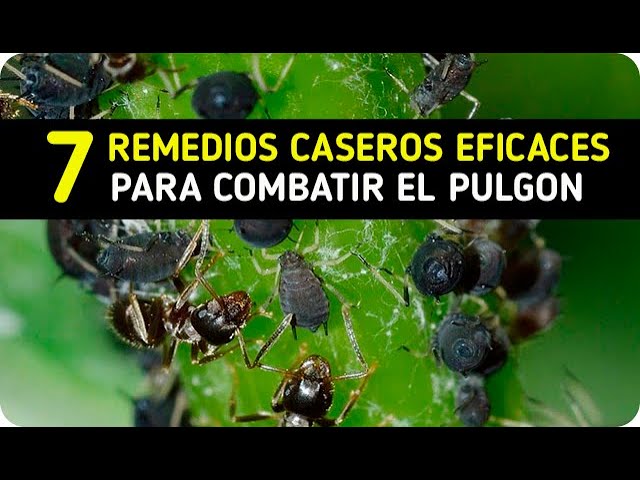 Cómo eliminar Psílidos de manera ecológica y efectiva